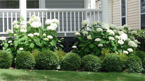 best bushes for front of house.